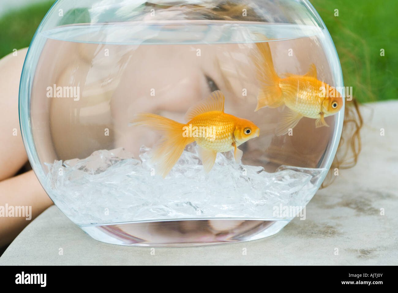 Little girl peeking through Goldfish Bowl, close-up Banque D'Images