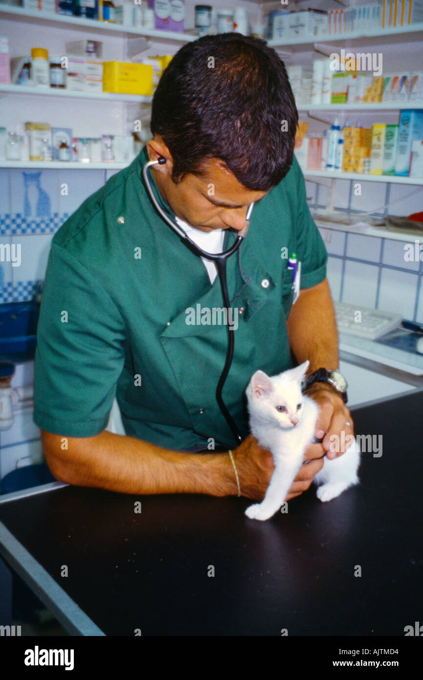 L'examen vétérinaire chaton blanc de 7 semaines Banque D'Images