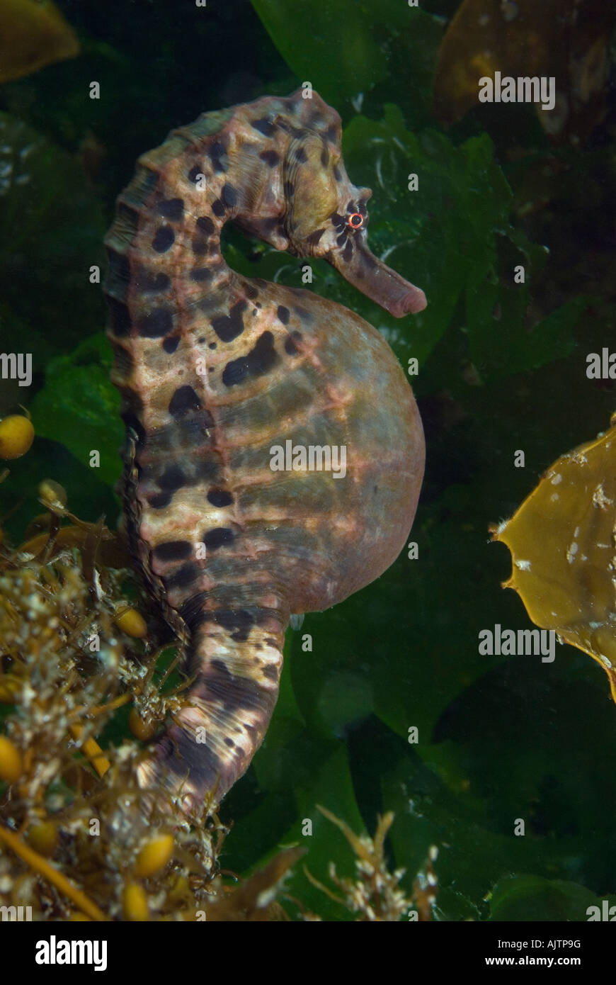Brown Pot Bellied australien de Tasmanie Australie d'hippocampes Hippocampus abdominalis Banque D'Images