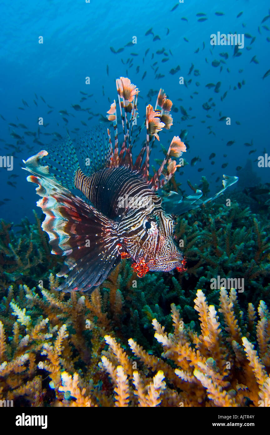 Plus de poisson lion Reef Pterois volitans Flores Komodo Indonésie Mer Banque D'Images