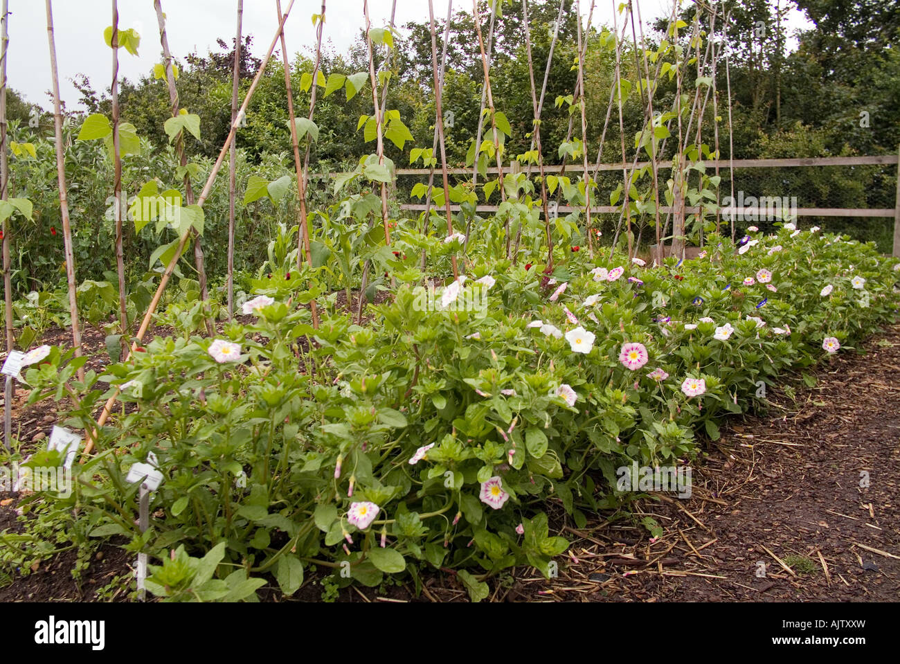 Un allotissement à garden organic, Ryton, warwickshire Banque D'Images