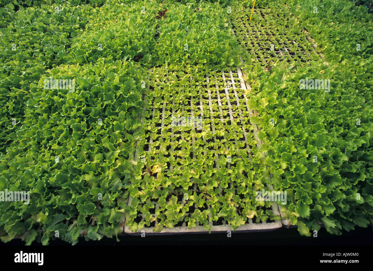La fonte des semis Pythium spp. affecte sérieusement dans une pépinière de plants de laitue Banque D'Images