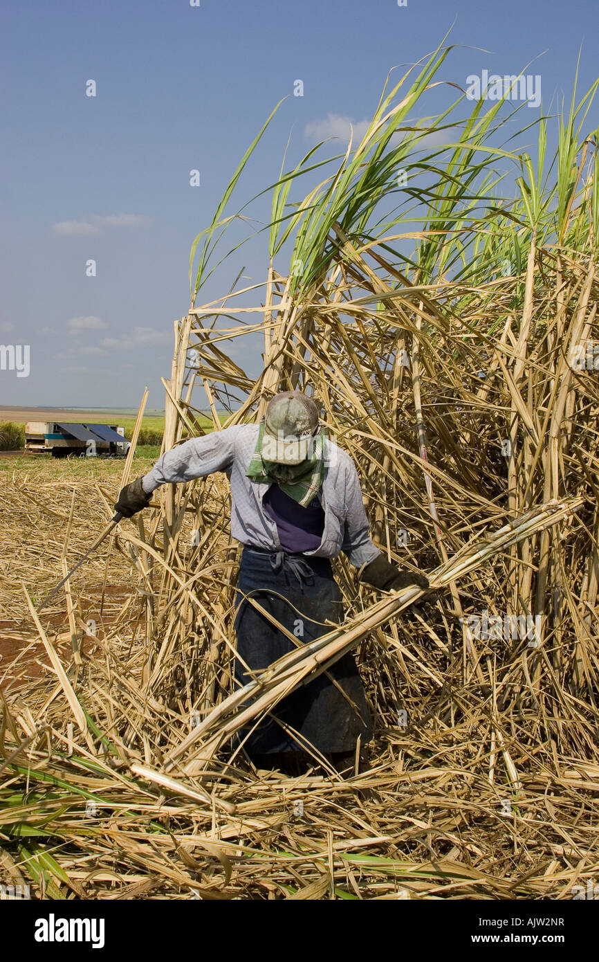 Homme de canne à sucre pour produire du méthanol dans l'état de Sao Paulo - Brésil Banque D'Images