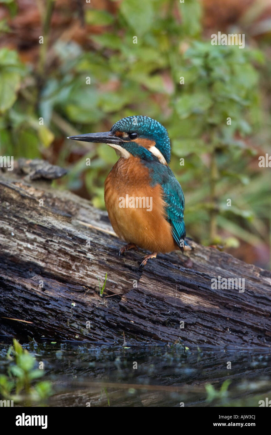 Kingfisher Alcedo atthis perché sur se connecter à Potton alerte Bedfordshire Banque D'Images