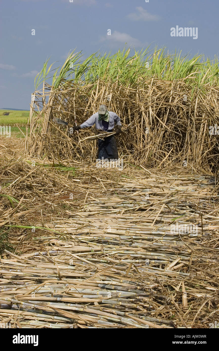 Homme de canne à sucre pour produire du méthanol dans l'état de Sao Paulo - Brésil Banque D'Images