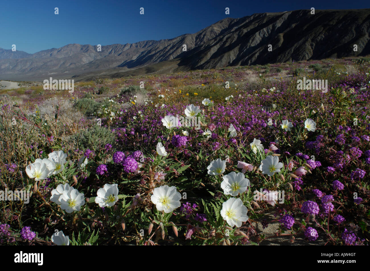 Fleurs sauvages, boule de neige (Abronia villosa) et d'onagre (Oenothera deltoides) Banque D'Images