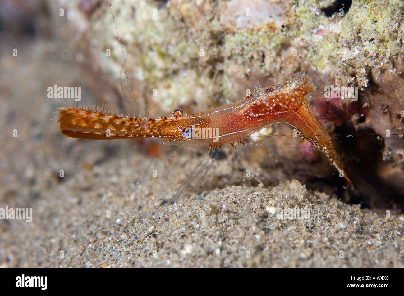 La crevette Leander plumosus Basura divesite Anilao Batangas Philippines Océan Pacifique Banque D'Images