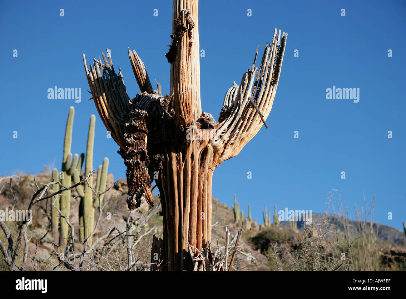 Saguaro cactus un temps et se décompose lentement squelette dans le désert de l'Arizona Banque D'Images