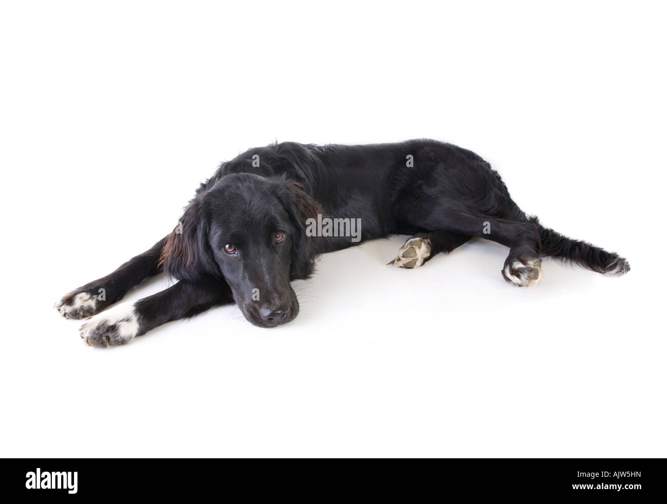 Noir et blanc Cross Border Collie chien isolé sur fond blanc Banque D'Images
