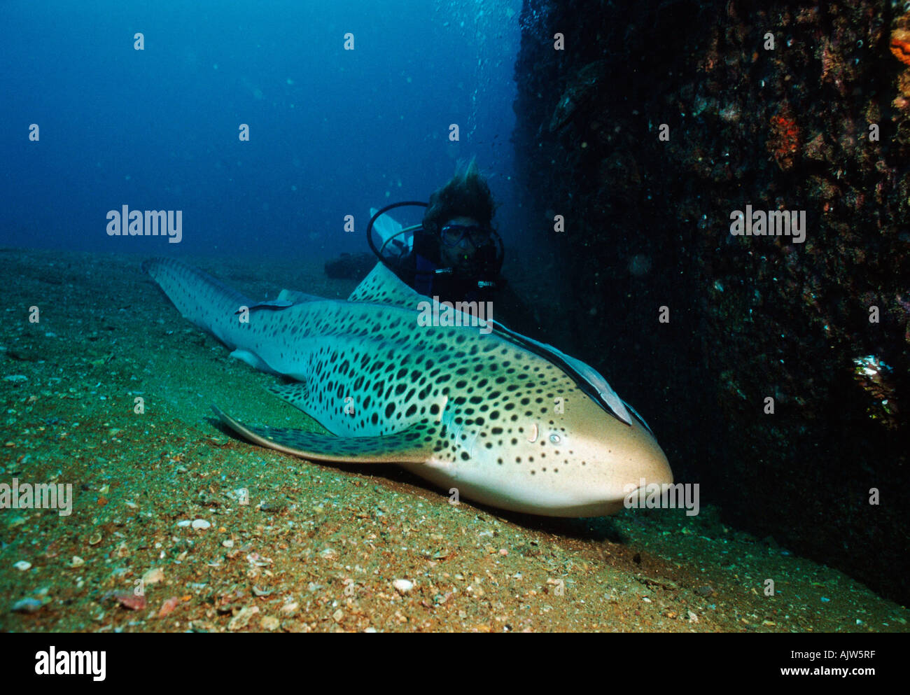 Requin léopard Banque D'Images