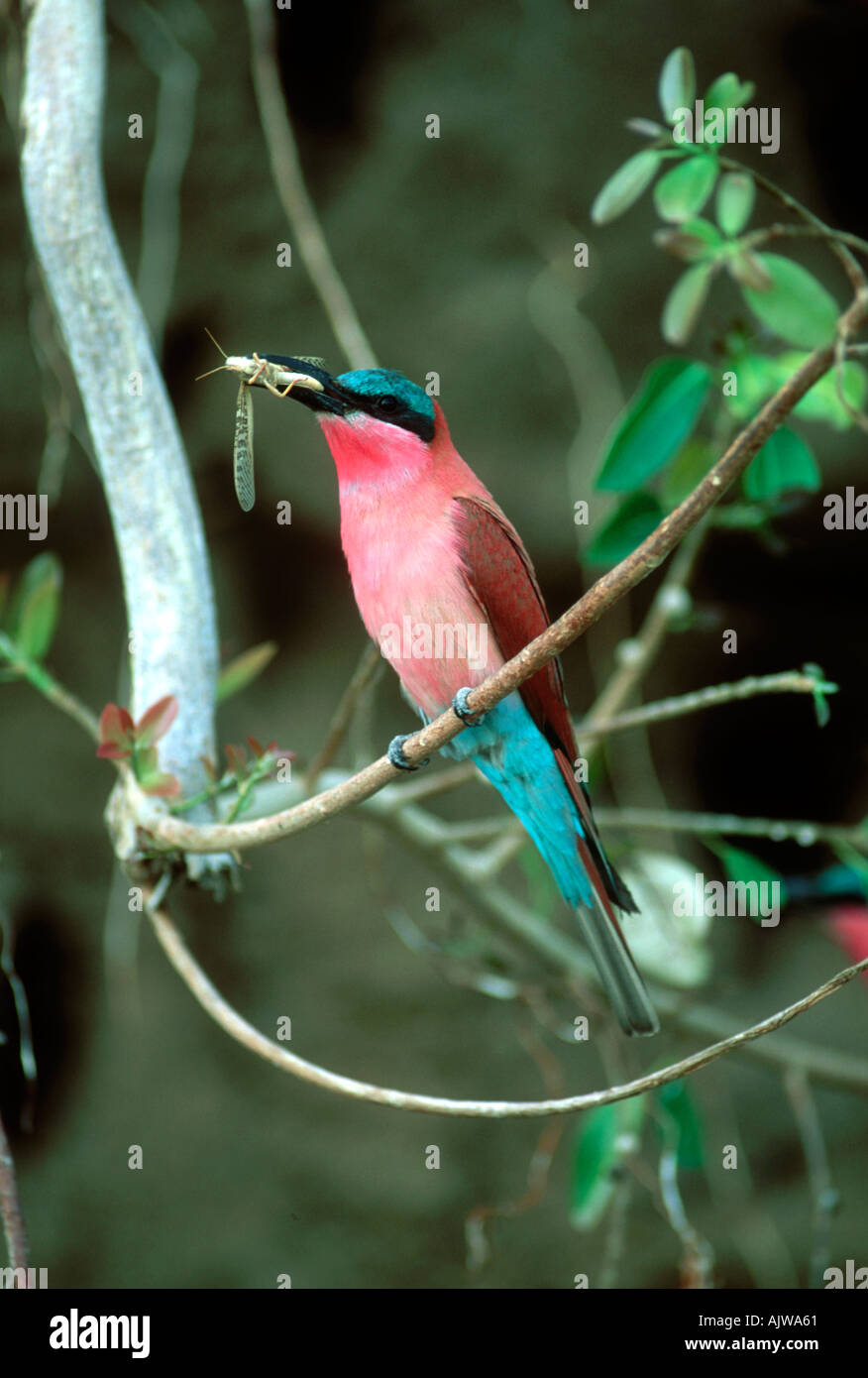 Carmine Bee eater et souper Banque D'Images
