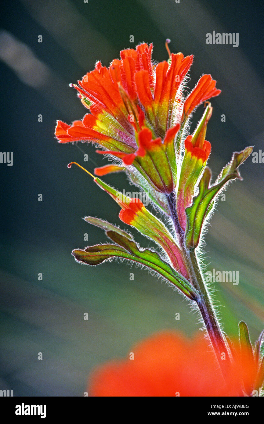 Castileja fleur pinceau poilu hispida col Deception Washington USA Banque D'Images