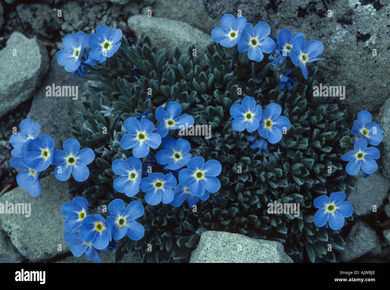 La toundra alpine : alpine forget-me-not, Eritrichium elongatum, coussin nain, trouvent en haute altitude au-dessus de la Timberline Banque D'Images