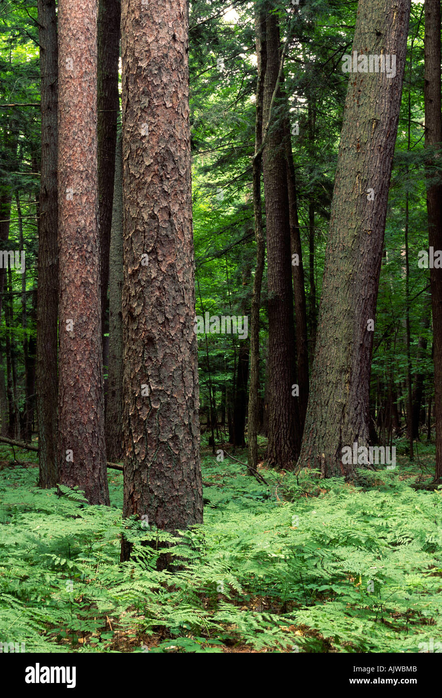Les vieux peuplements de pin blanc et forêt de pins rouges, Hartwick Pines State Forest, au Michigan Banque D'Images