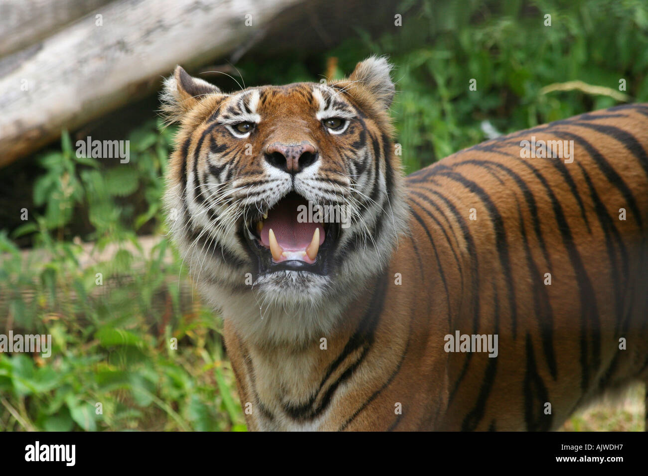 Tigre du Bengale Banque D'Images