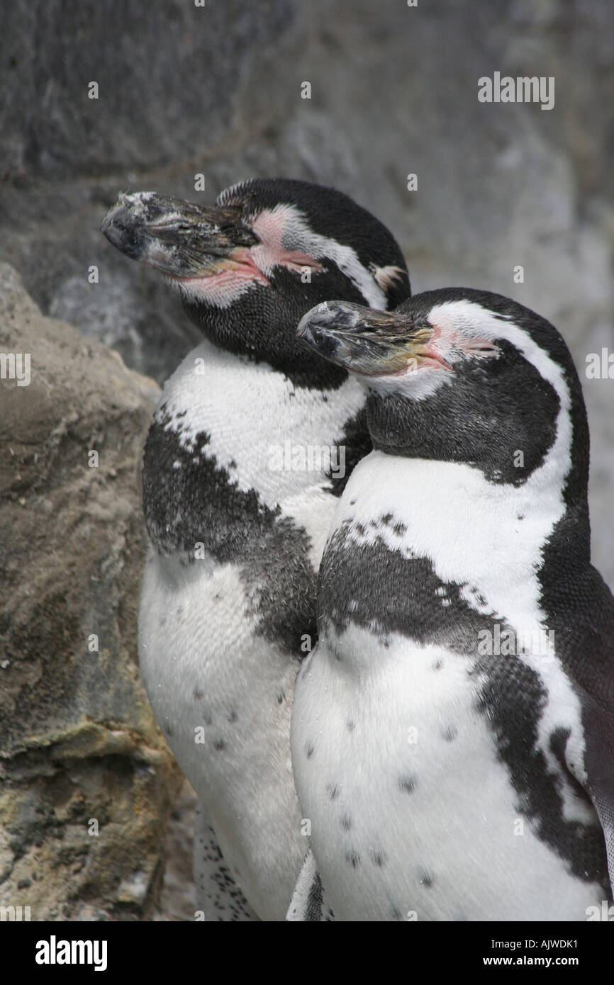 Les pingouins de Humboldt Banque D'Images