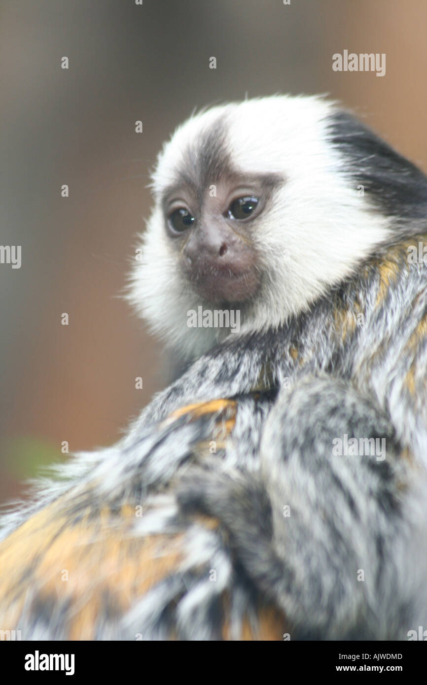 Mere Et Bebe Singes Ouistiti Photo Stock Alamy