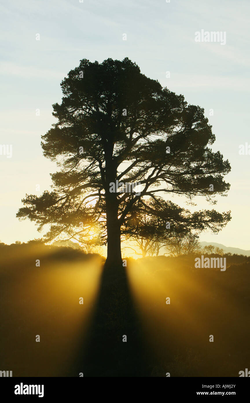 Le pin sylvestre tree silhouette sur le soleil levant dans Glen Affric, Inverness, Highland, Scotland, UK Banque D'Images