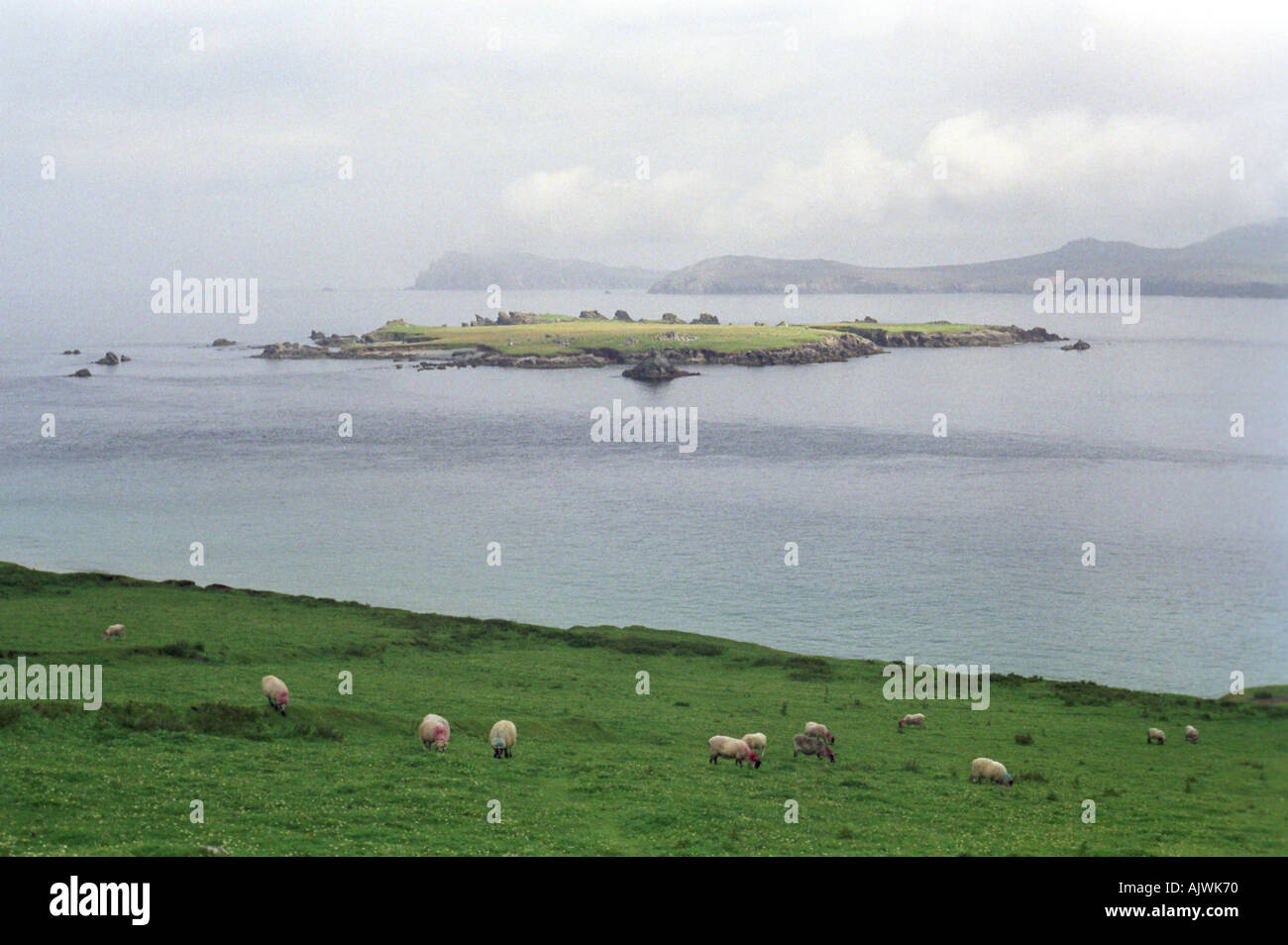 Une vue de la Grande Île Blasket au large de la côte ouest de l'Irlande Kerry Banque D'Images