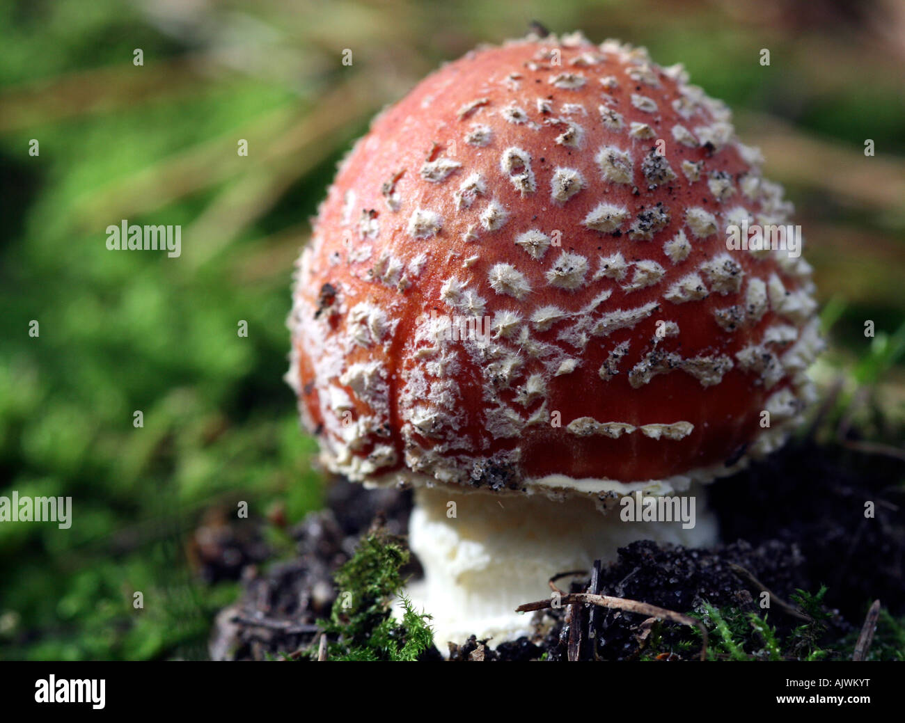 Agaric Fly nom Latin Amanita muscaria, poussant dans la forêt dans le Lancashire, Angleterre, Royaume-Uni. Banque D'Images