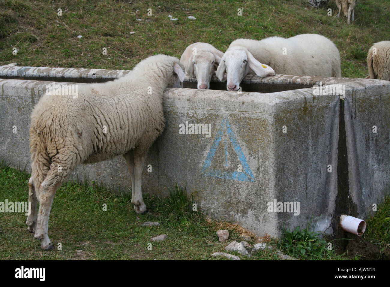 Extinction des moutons leur soif à Rifugio Pian di Fontana, Dolomiti Bellunesi, Veneto, Italie Banque D'Images