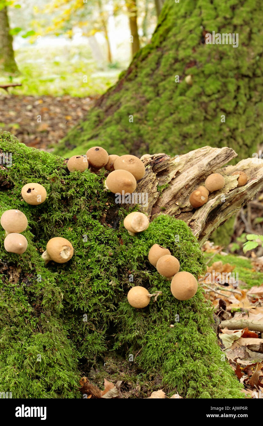Des grappes de champignons puffball croissant sur la base du couvert de lichens dans le Sussex de l'arbre en automne forestiers Banque D'Images