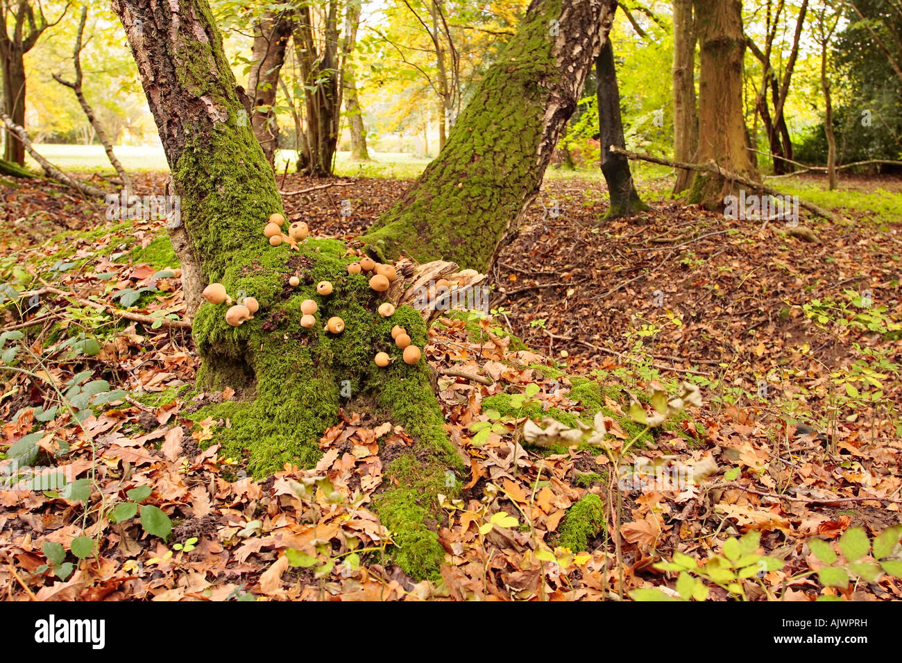 Grappes de champignons Puffball (Lycoperdon) qui poussent sur la base de lichen couvert d'arbres dans la forêt de Sussex en automne Banque D'Images