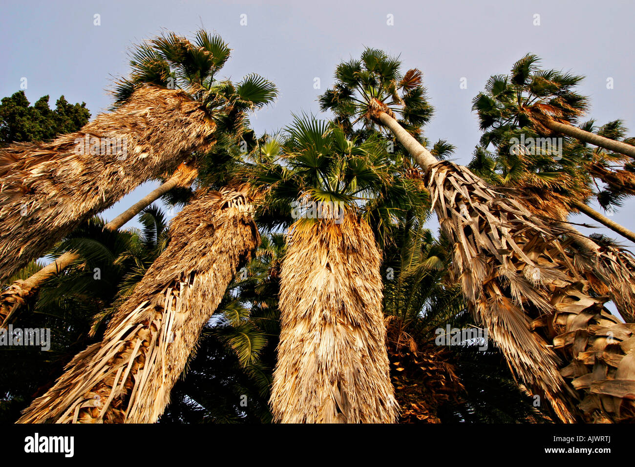 Vrc Kroatien Dubrovnik, Palmen an der Kroatischen Mittelmeerkueste | Croatie, palmiers de la côte Méditerranéenne Banque D'Images