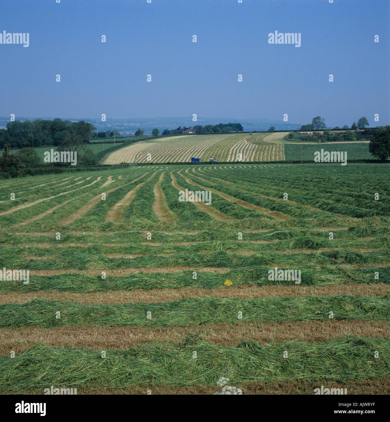 Ray-grass anglais pour l'ensilage de l'herbe tondue leys couché dans des lignes dans plusieurs domaines Banque D'Images