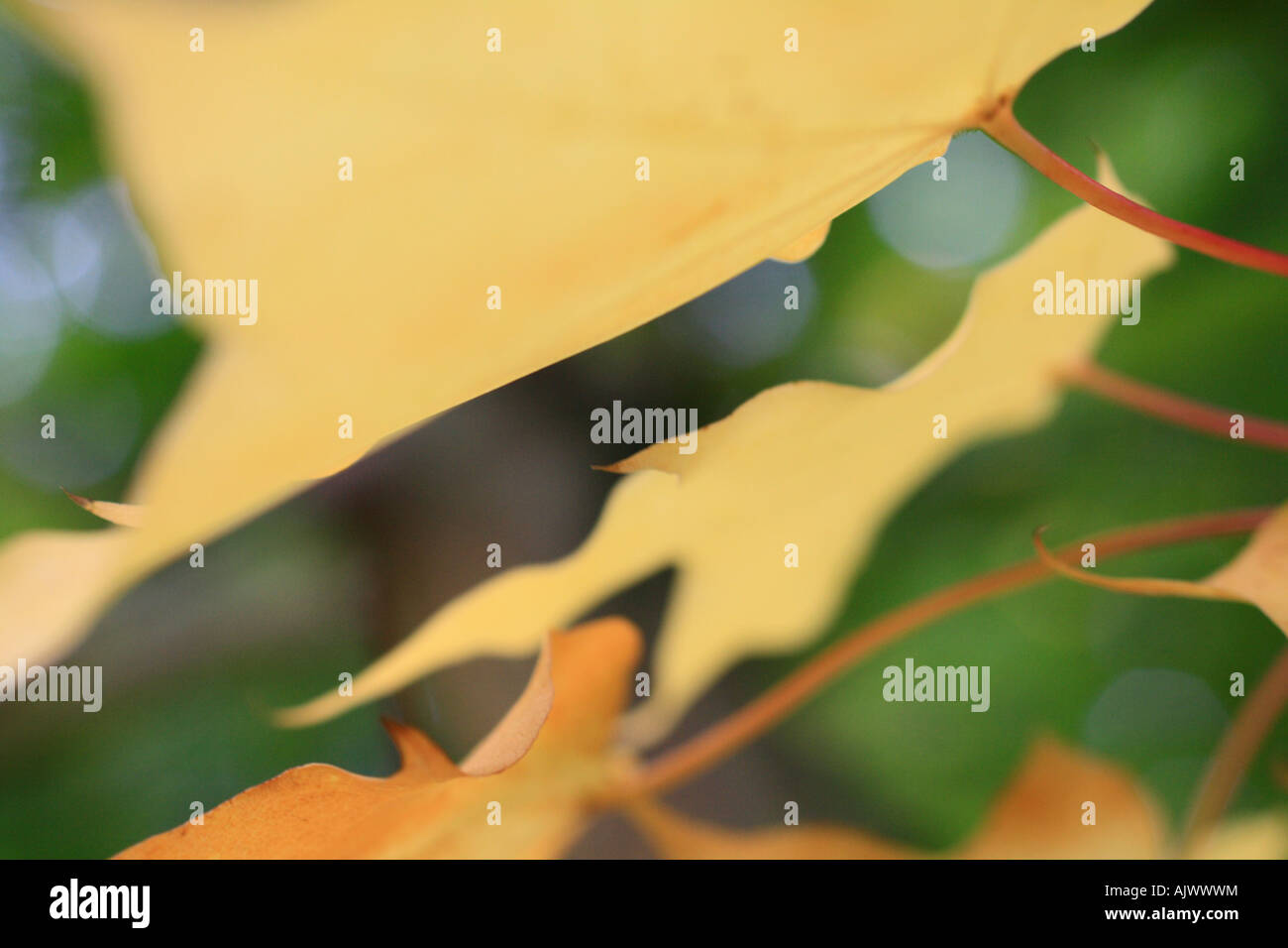 'Sycamore Leaves' sur un sycomore en automne Banque D'Images