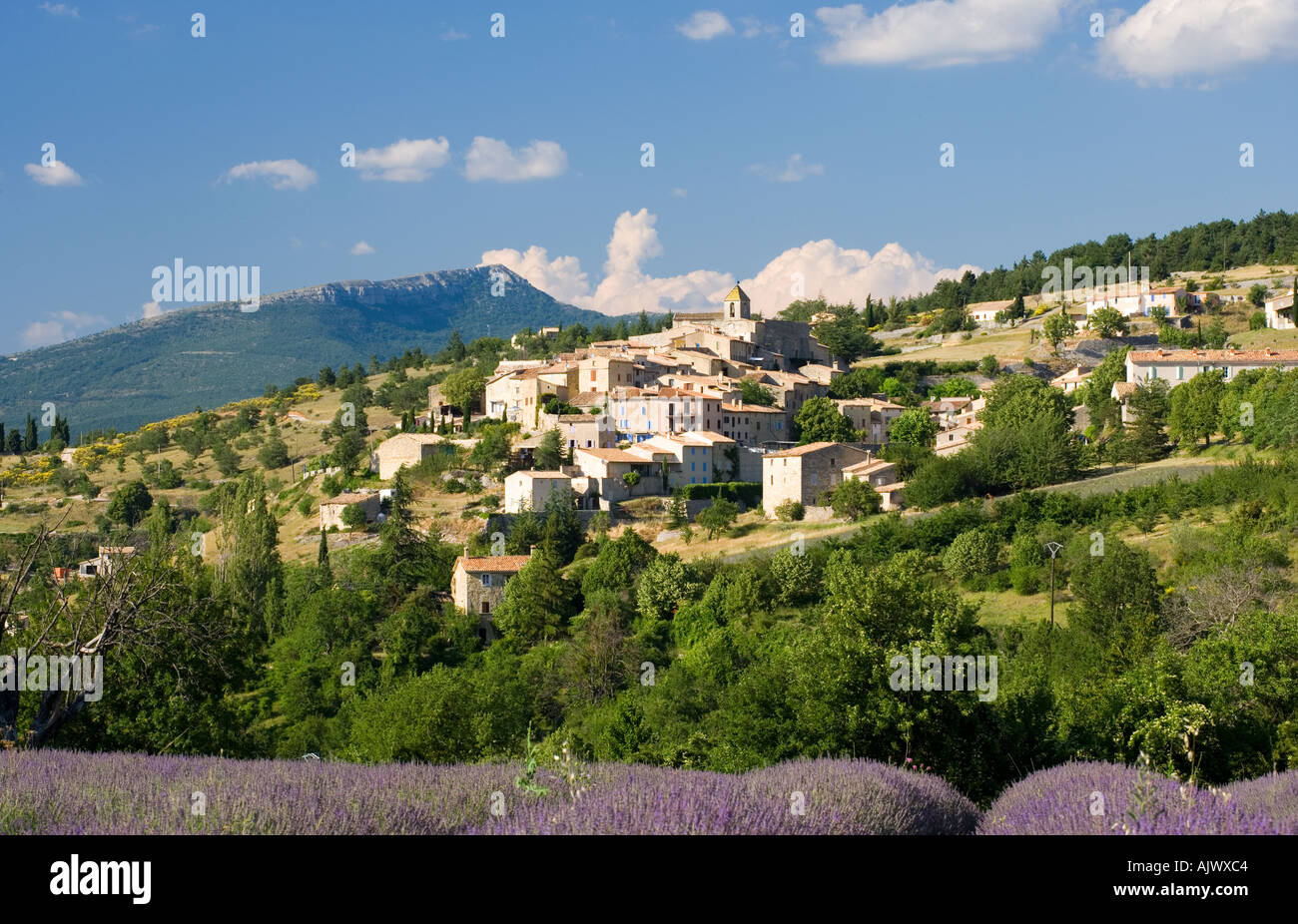 France Provence Vaucluse Région Vue sur champ de lavande à Aurel village perché Banque D'Images