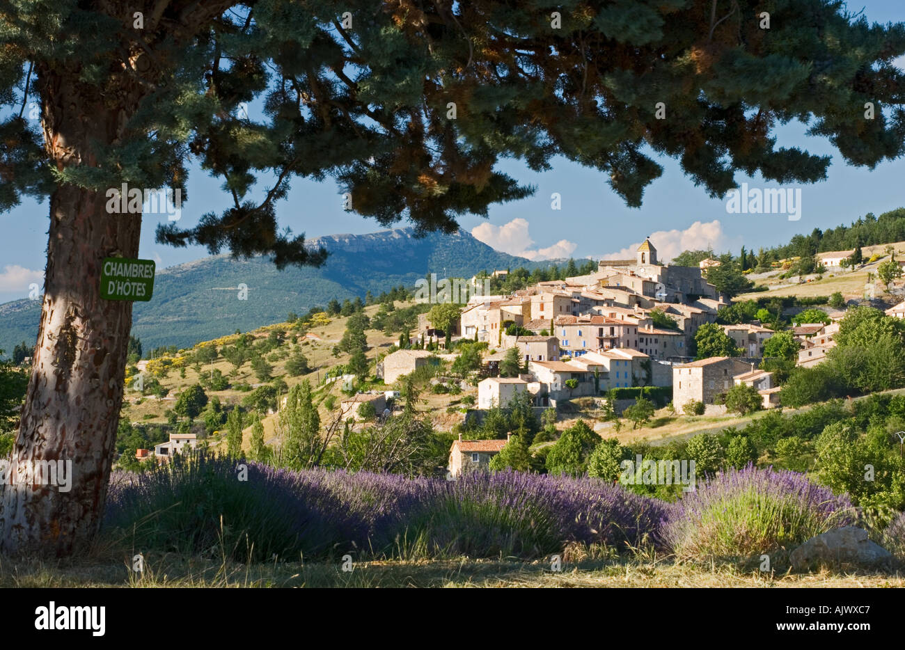 France Provence Vaucluse Région Vue sur champ de lavande au village perché de Aurel Banque D'Images