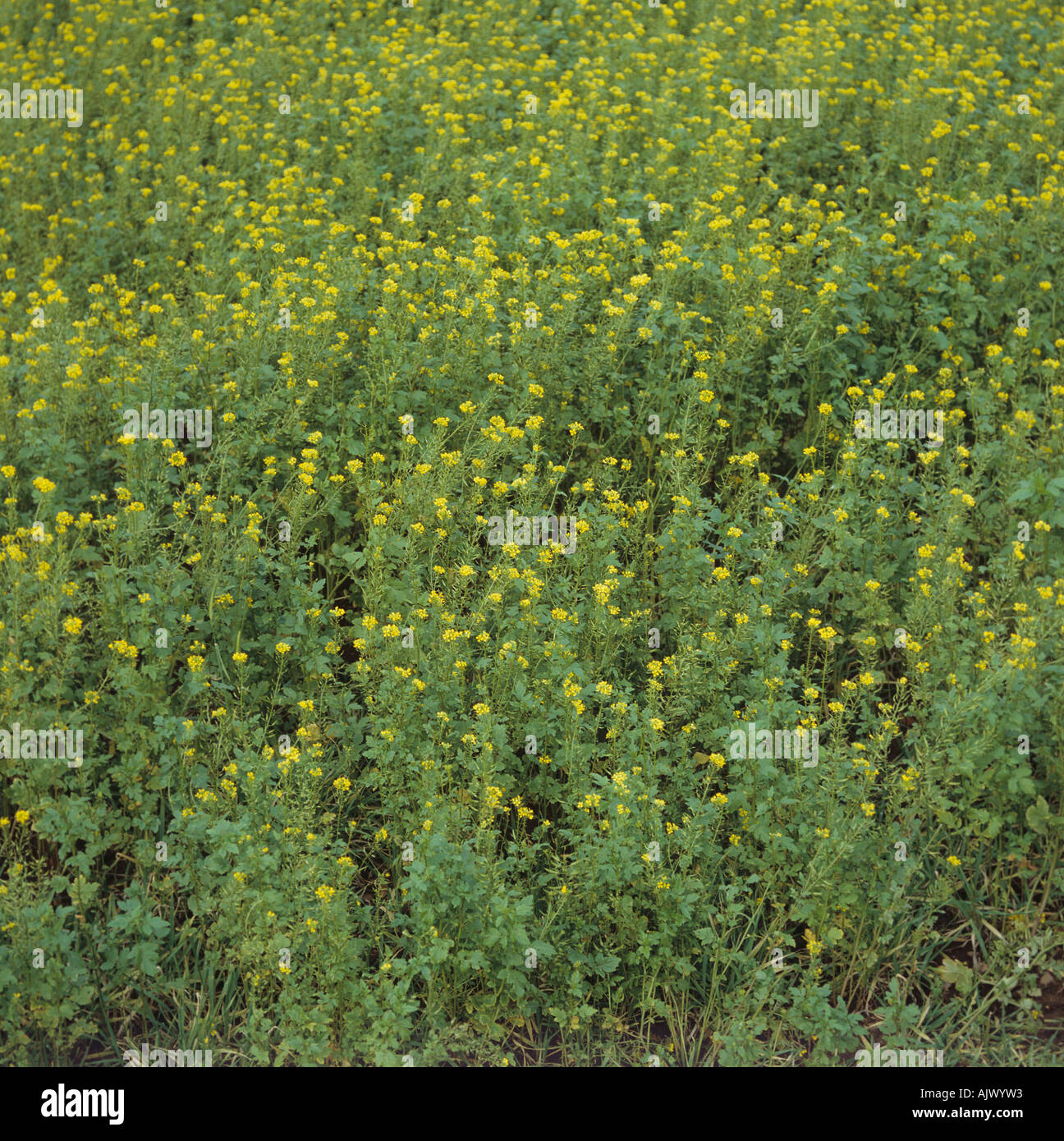 La floraison de la moutarde blanche Sinapis alba utilisé comme une culture de couverture et les engrais verts Bourgogne Banque D'Images