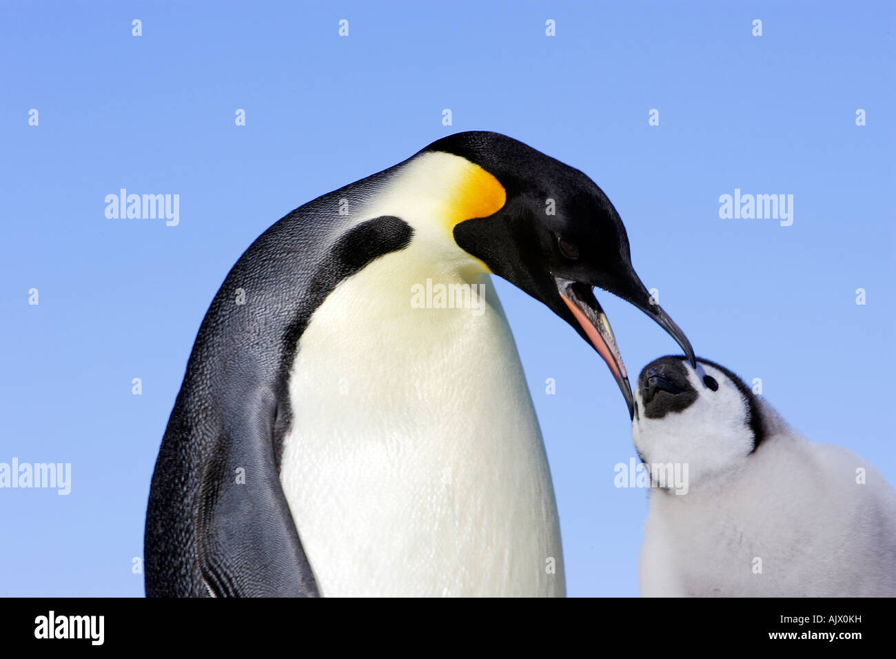Manchot Empereur (Aptenodytes forsteri), des profils à propos de nourrir chick Banque D'Images