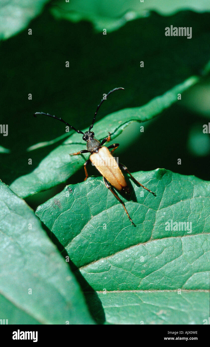 Longhorn Beetle / Roter Blumenbock Bockkaefer Rothalsbock / / Banque D'Images