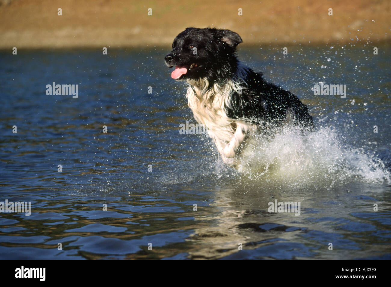 Terre-neuve pure race chien qui court dans l'eau Banque D'Images