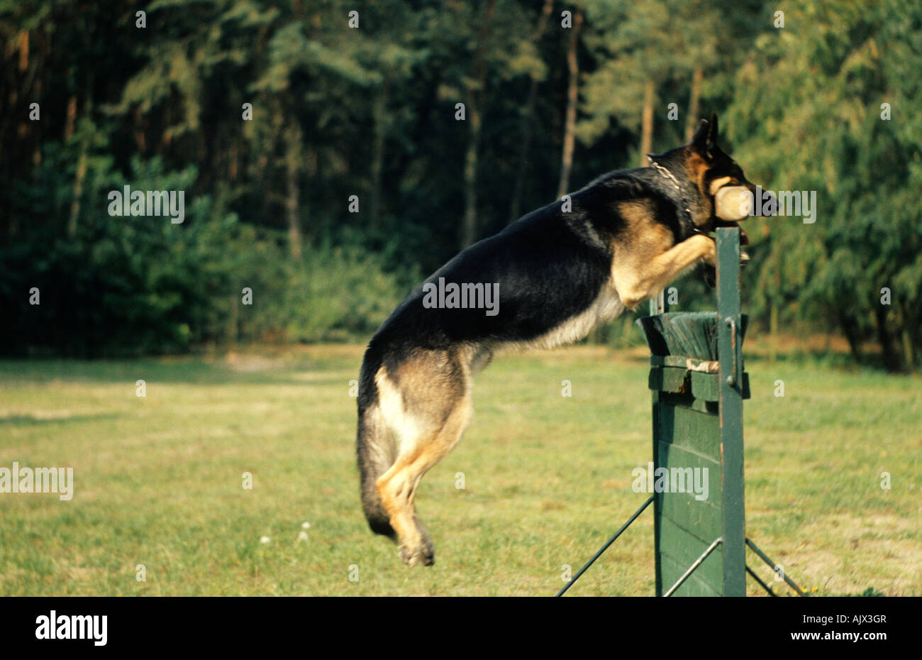 Deutscher Schäferhund Dressur dressage berger allemand Banque D'Images