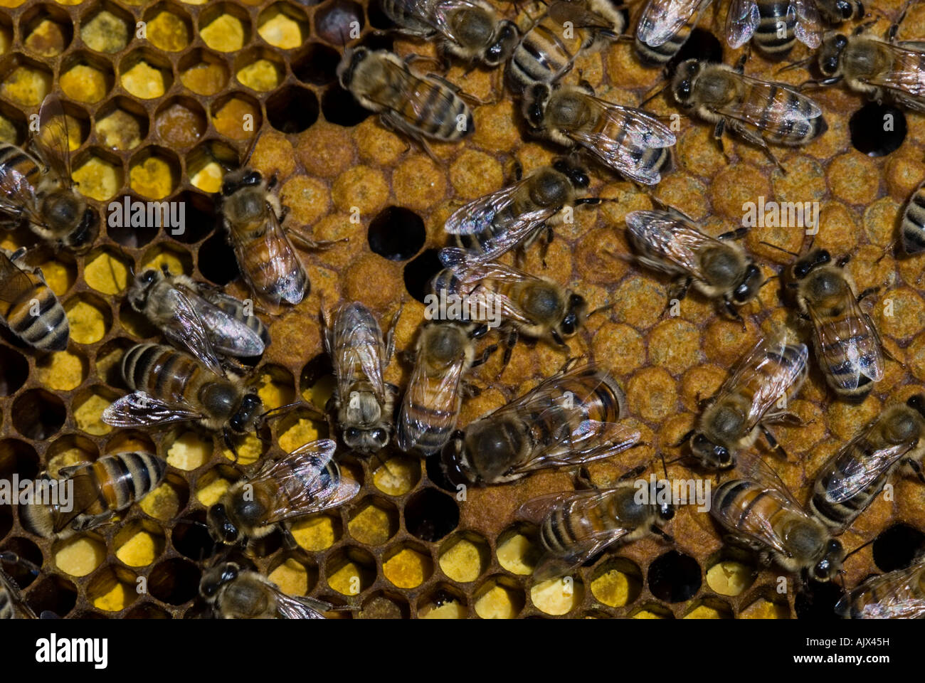 Ouest de l'abeille domestique Apis mellifera les abeilles travailleuses occupant chambres d'incubation Sudbury Ontario Banque D'Images