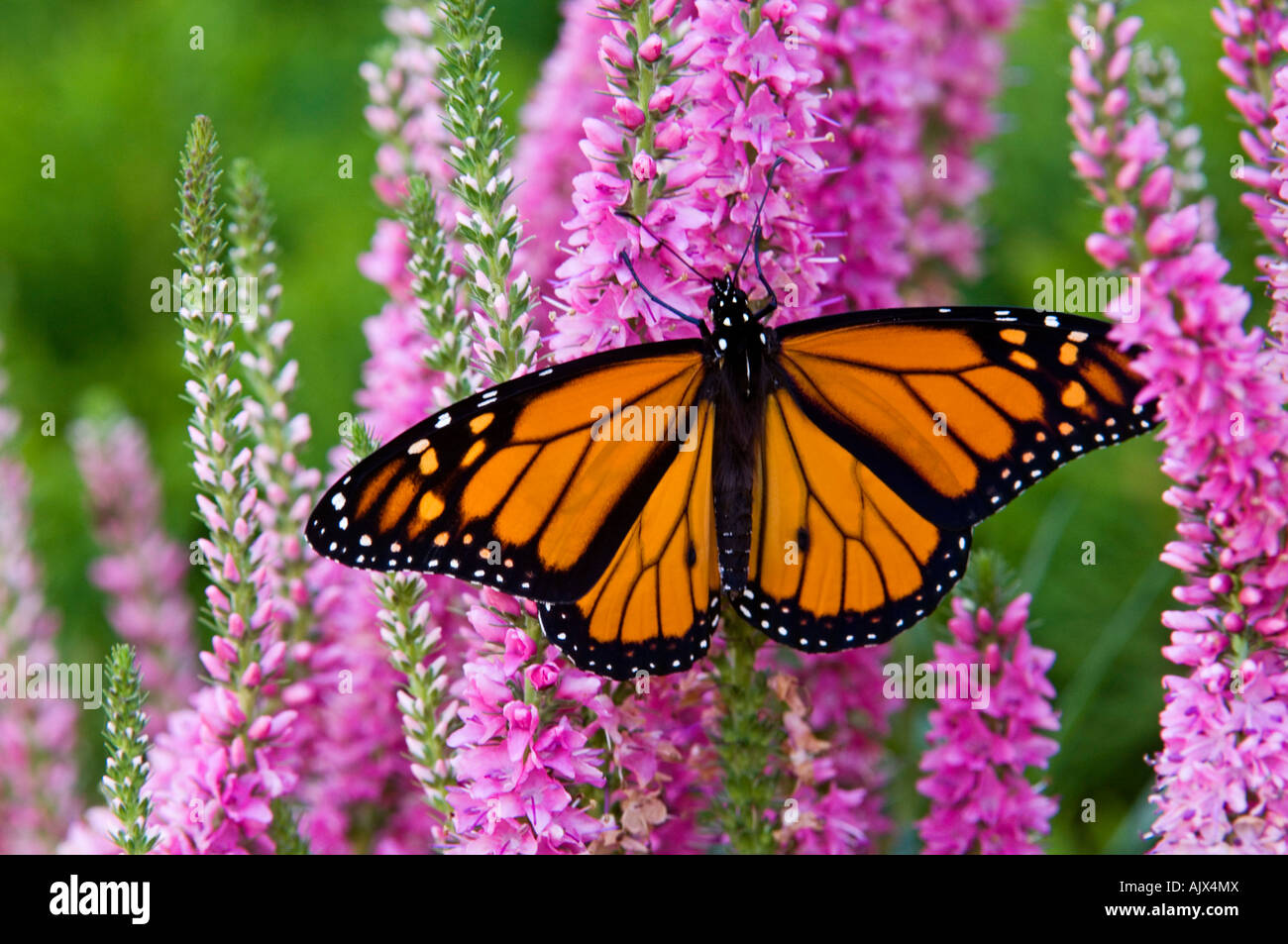 Le monarque (Danaus plexippus) nectar de fleurs véronique adultes en Ontario Banque D'Images