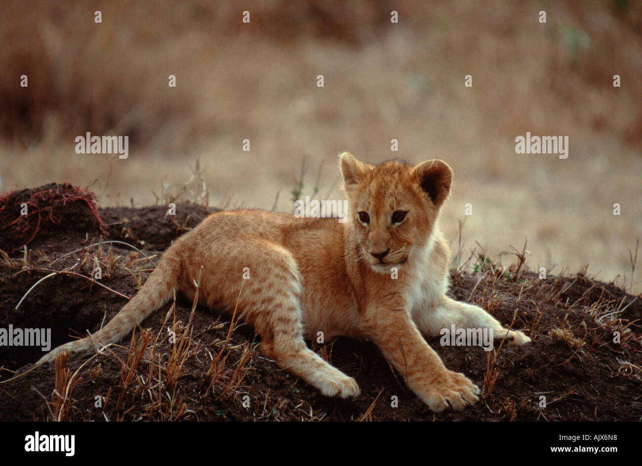 Lion d'Afrique / Afrikanischer Loewe Banque D'Images