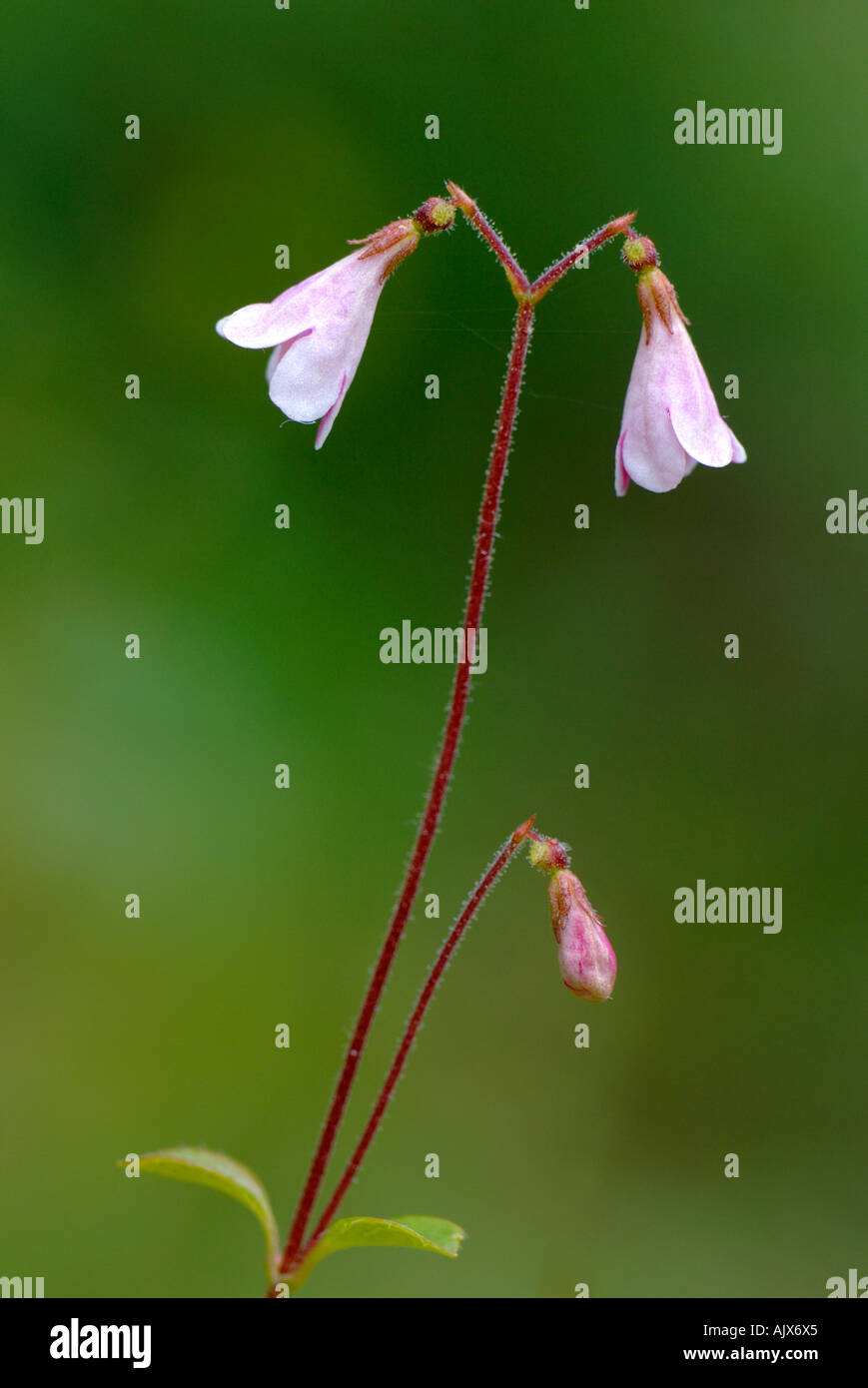 Twinflower Linnaea borealis parc national de Cairngorms Ecosse Banque D'Images