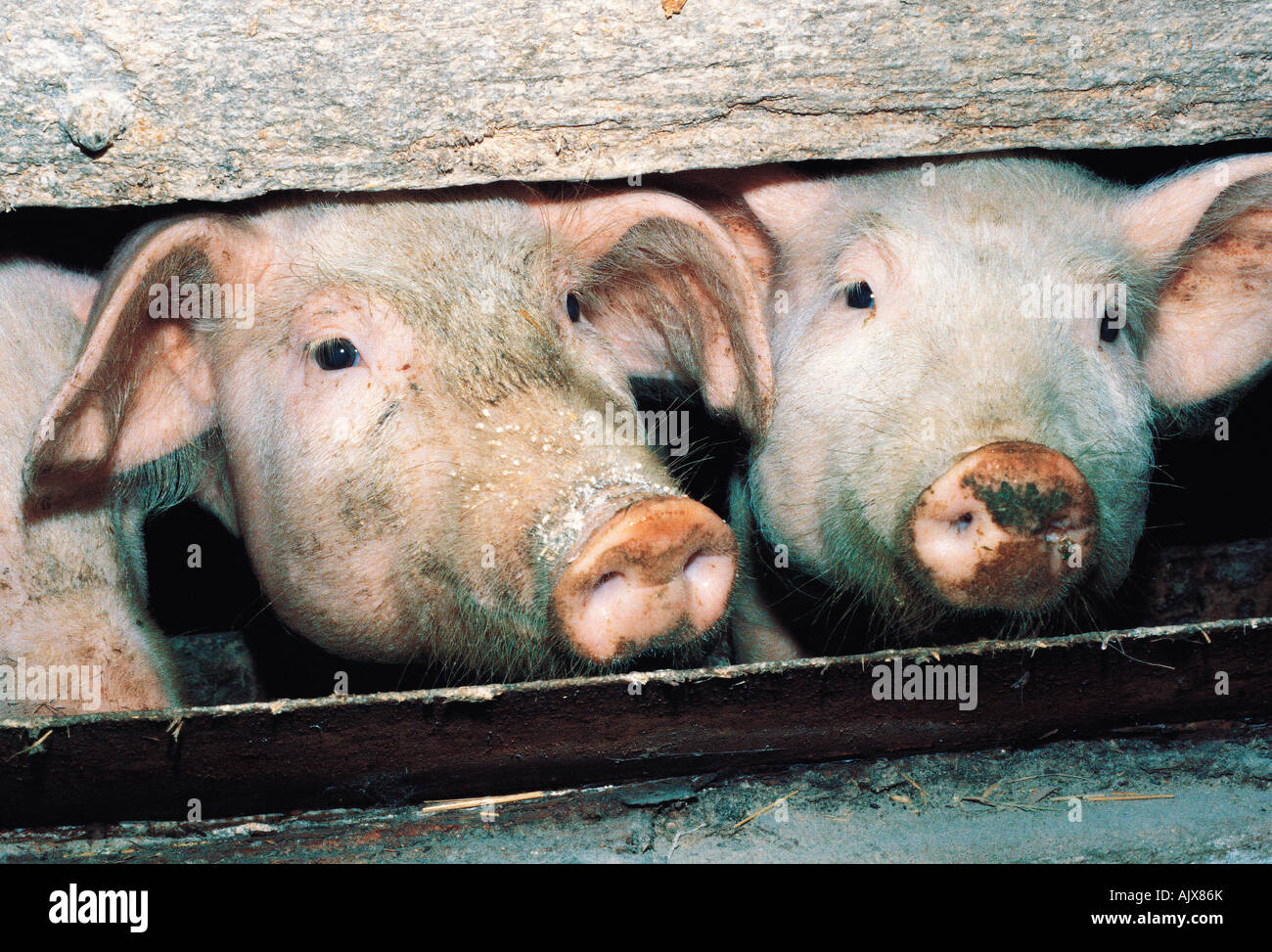 Close-up de porcs en pig sty. Banque D'Images