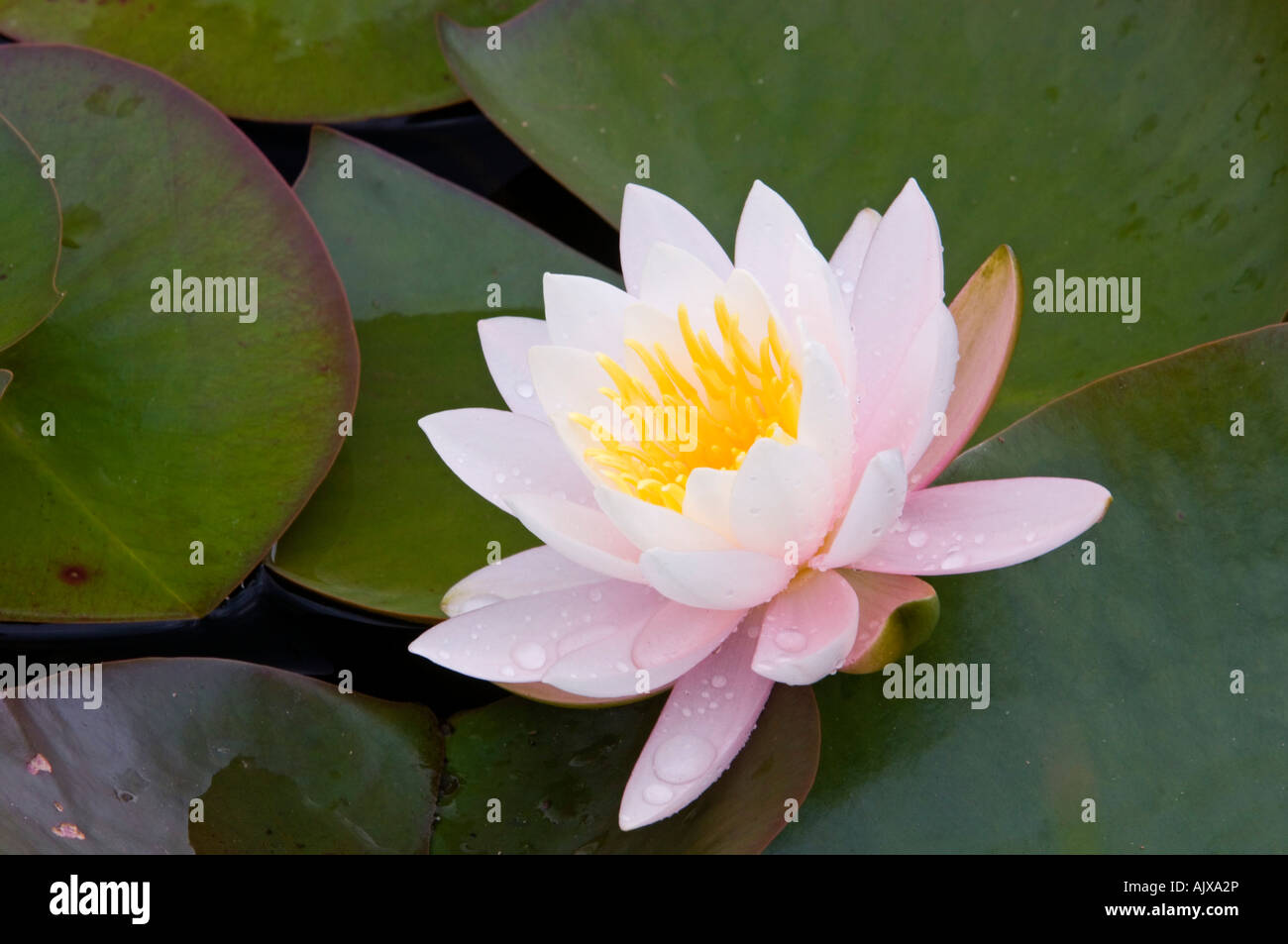Nénuphar odorant (Nymphaea odorata) fleurs, de l'Est Pays Baltes, PEI, Canada Banque D'Images