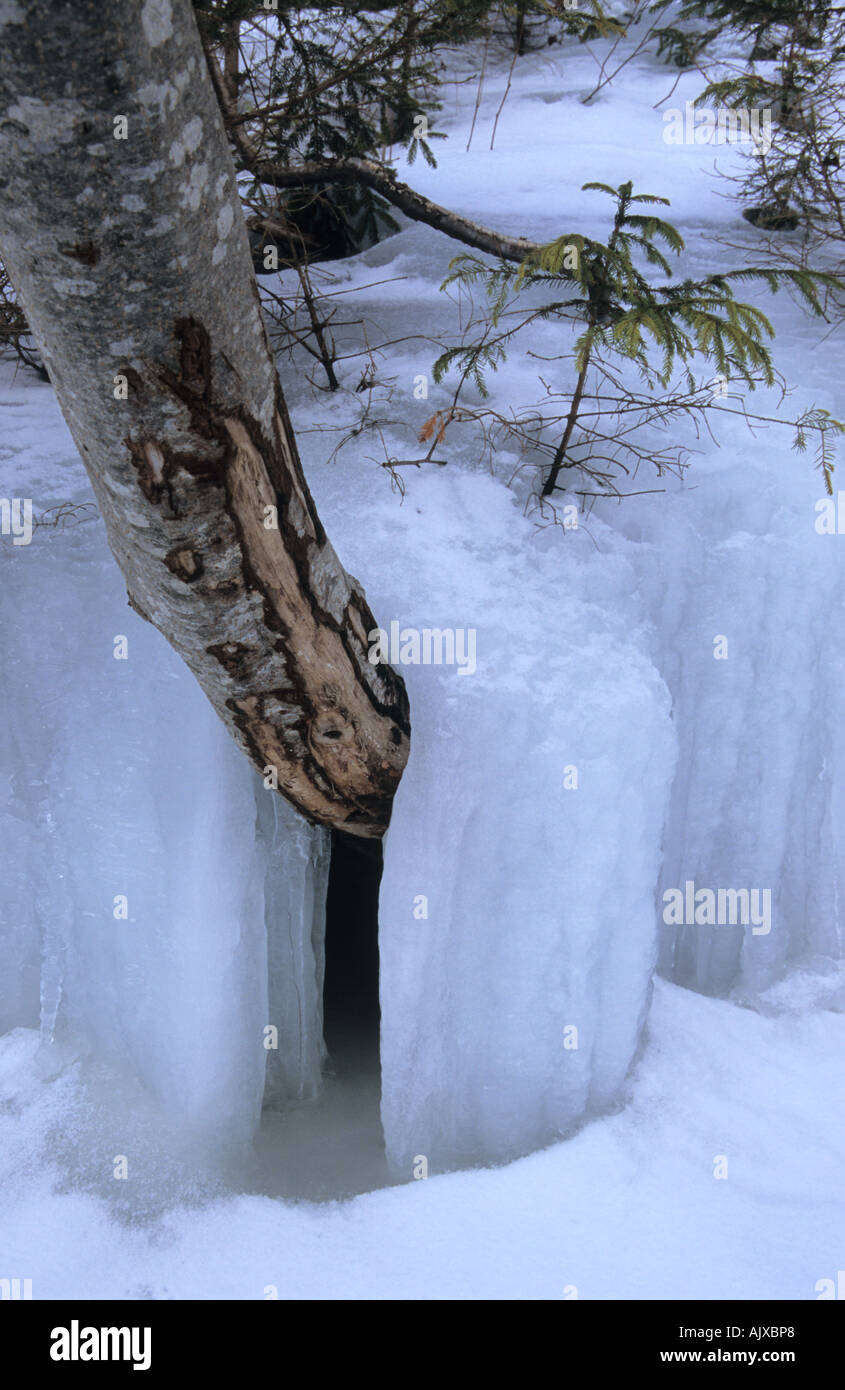 Arbre couvert de glace dans le Parc National de Gauja Lettonie Banque D'Images