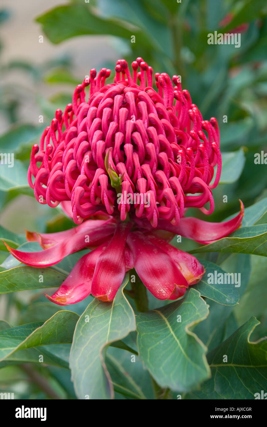 Waratah en fleur, la fleur d'état, emblème floral de Nouvelle-Galles du Sud Banque D'Images