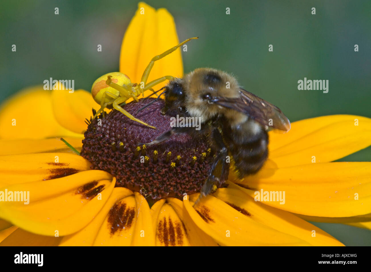 Misumena vatia araignée Verge d'attaquer sur l'abeille fleur rudbeckia Ontario Banque D'Images