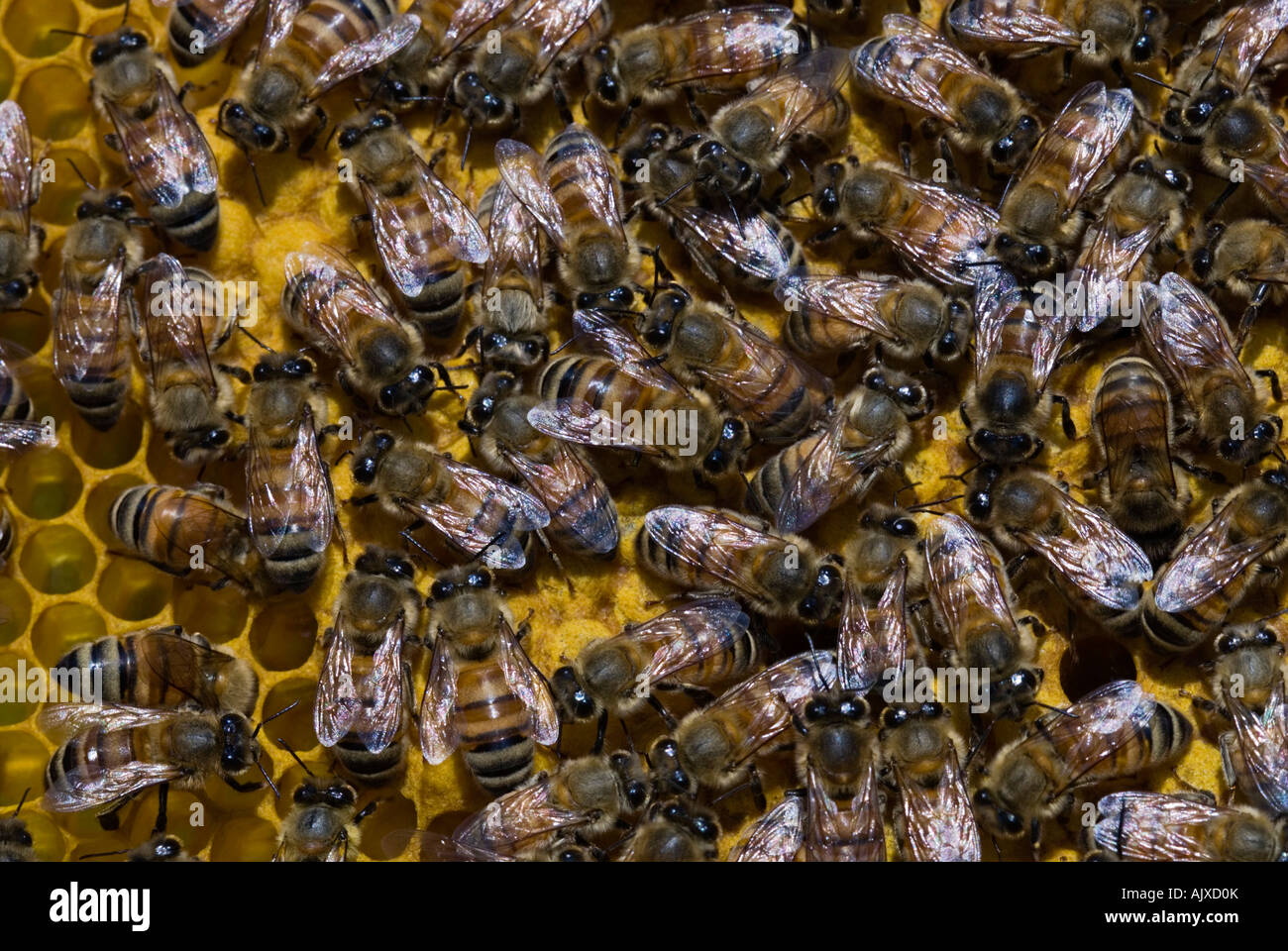 Ouest de l'abeille domestique Apis mellifera les abeilles travailleuses occupant chambres d'incubation Sudbury Ontario Banque D'Images