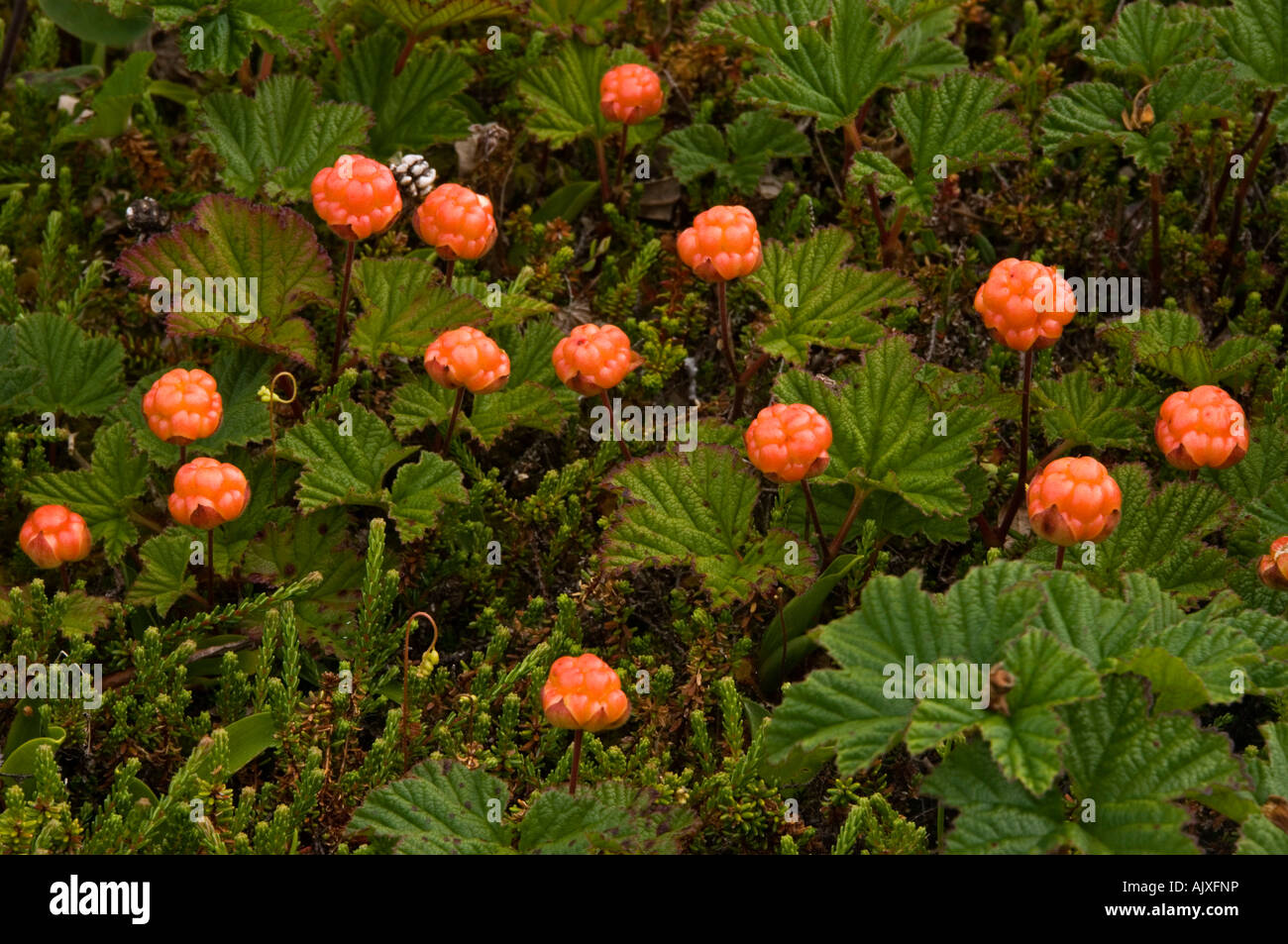 Cuire cloud apple berry (Rubus chamaemorus baies) dans un marais noir black spruce bog Cap Nord PEI, Canada Banque D'Images