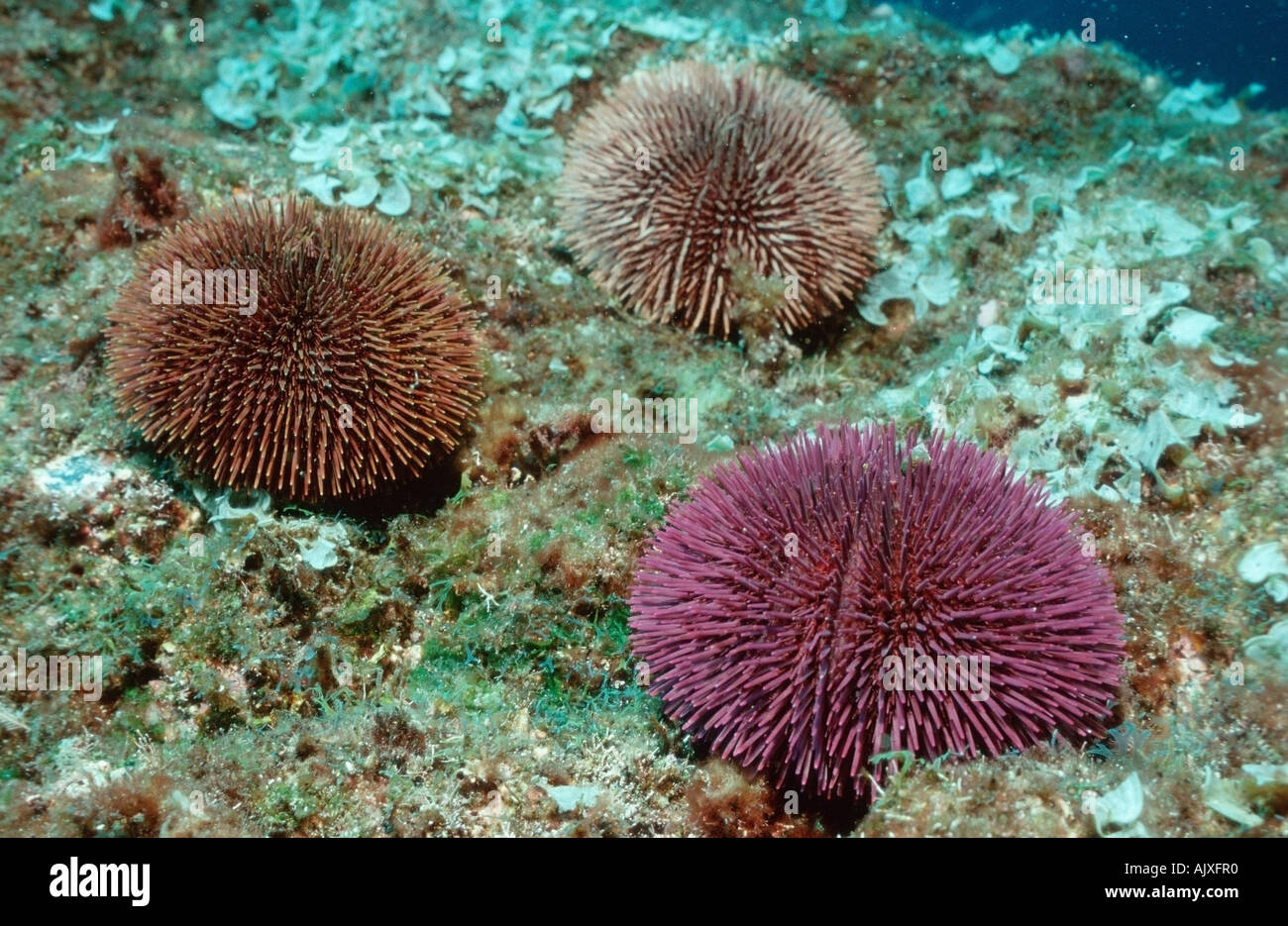 L'oursin violet / Purple Sea Urchin Banque D'Images