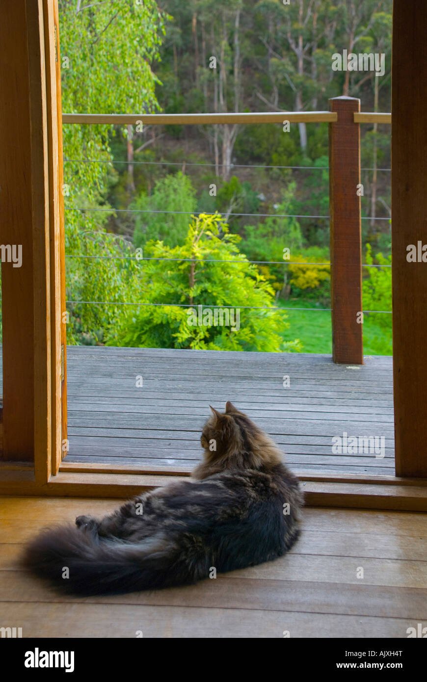 Un grand chat intérieur de la forêt sibérienne profitant d'un paresseux fin d'après-midi à observer les oiseaux dans un jardin Banque D'Images